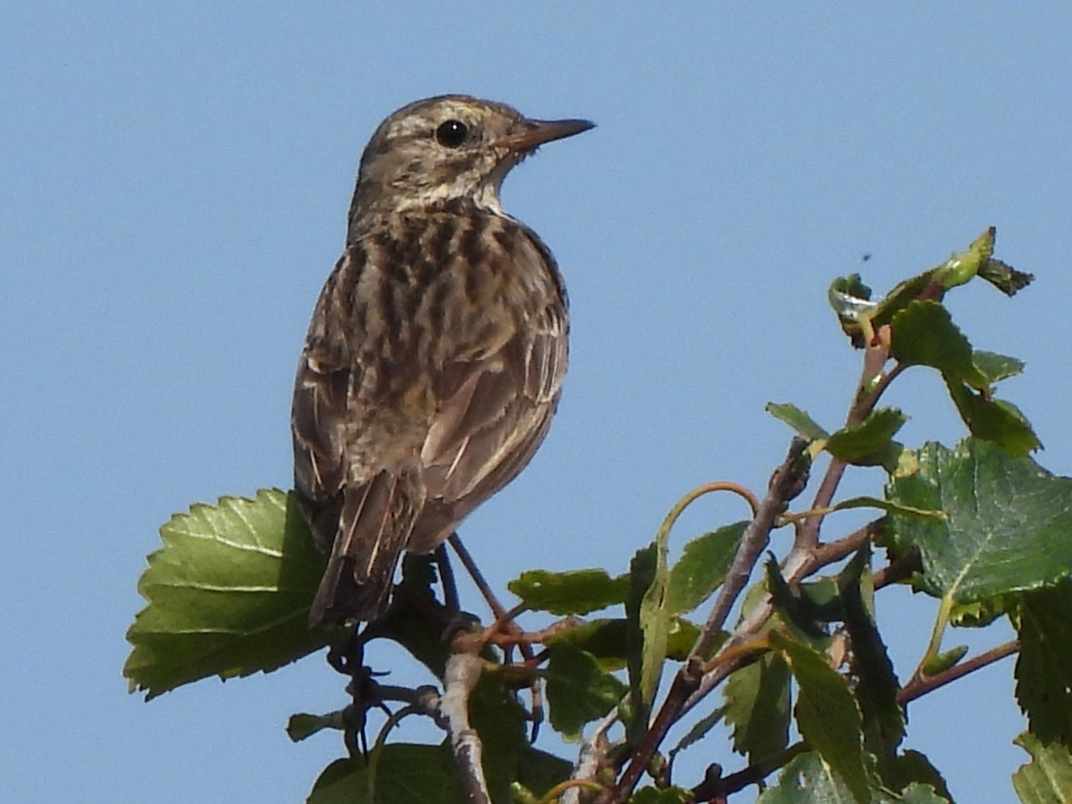 Meadow Pipit - ML622038438