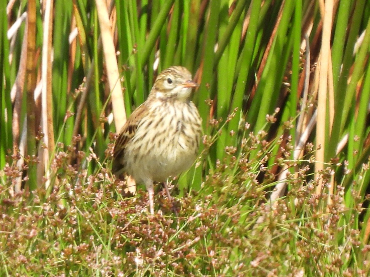 Meadow Pipit - ML622038439