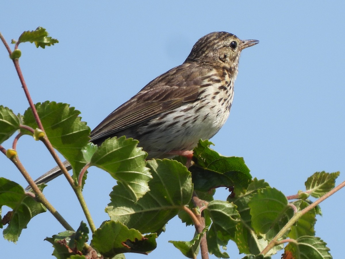 Meadow Pipit - ML622038440