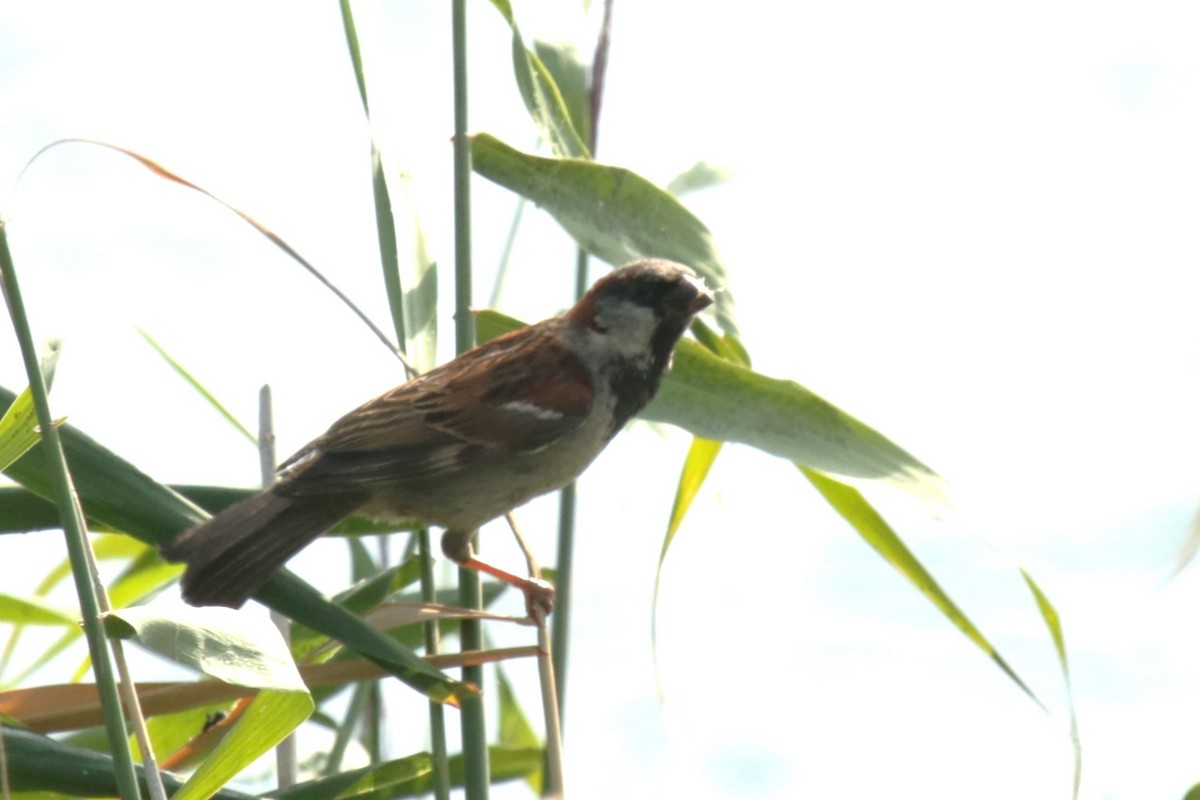 House Sparrow - ML622038499