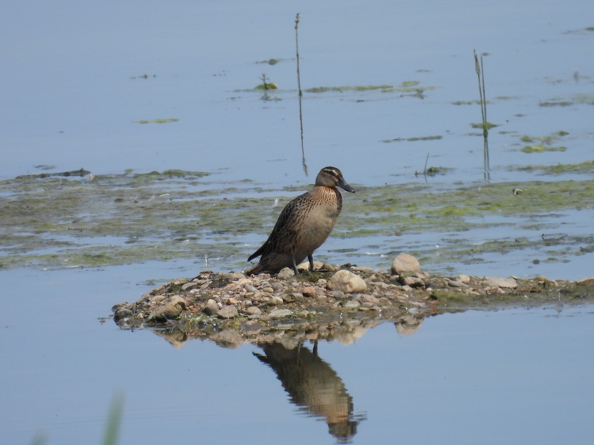 Garganey - ML622038556