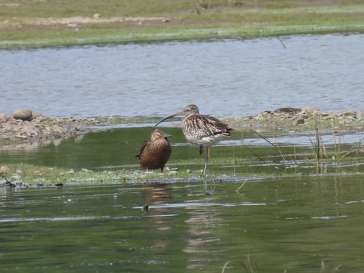 Northern Shoveler - ML622038560