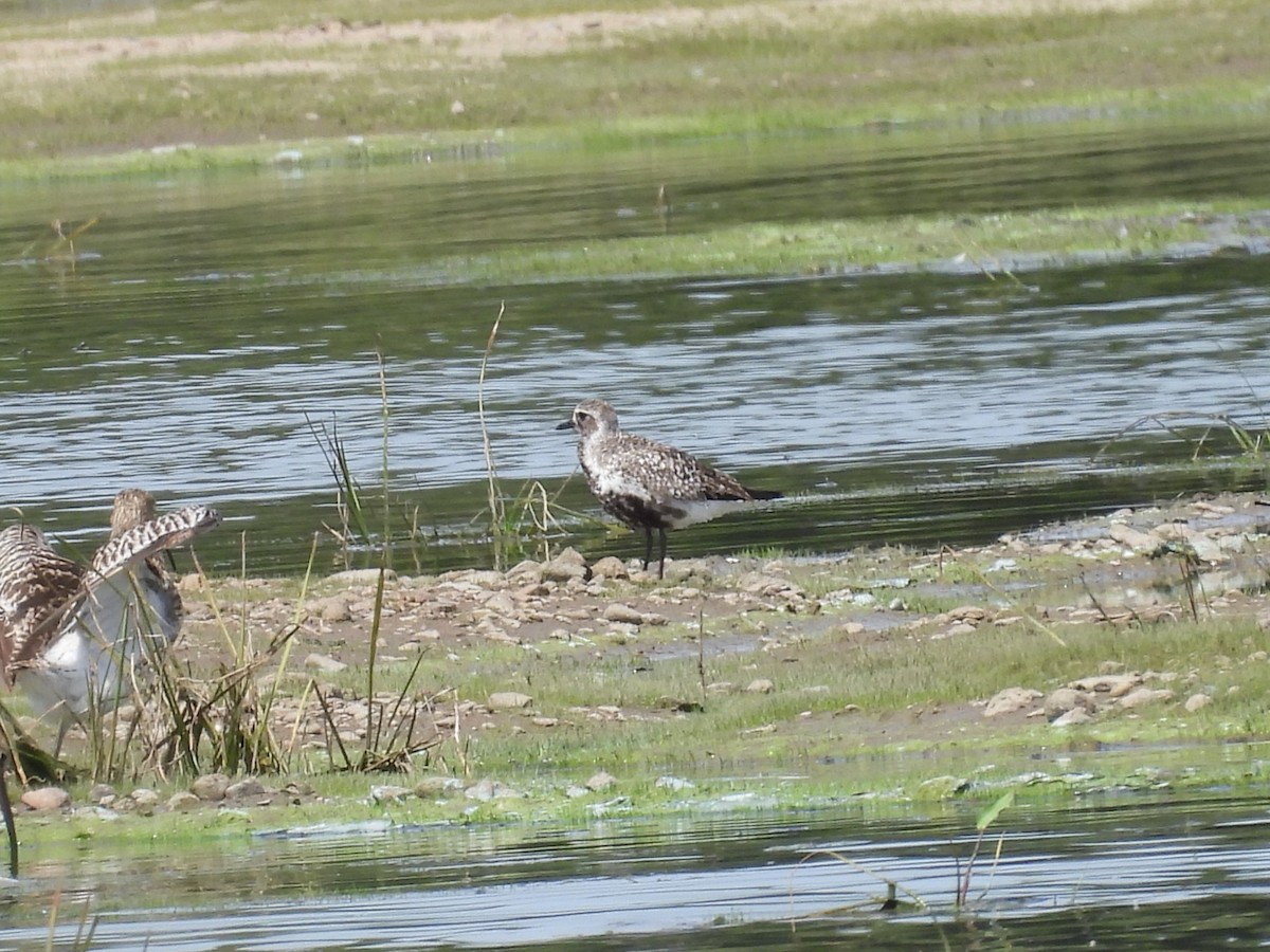 Black-bellied Plover - ML622038562
