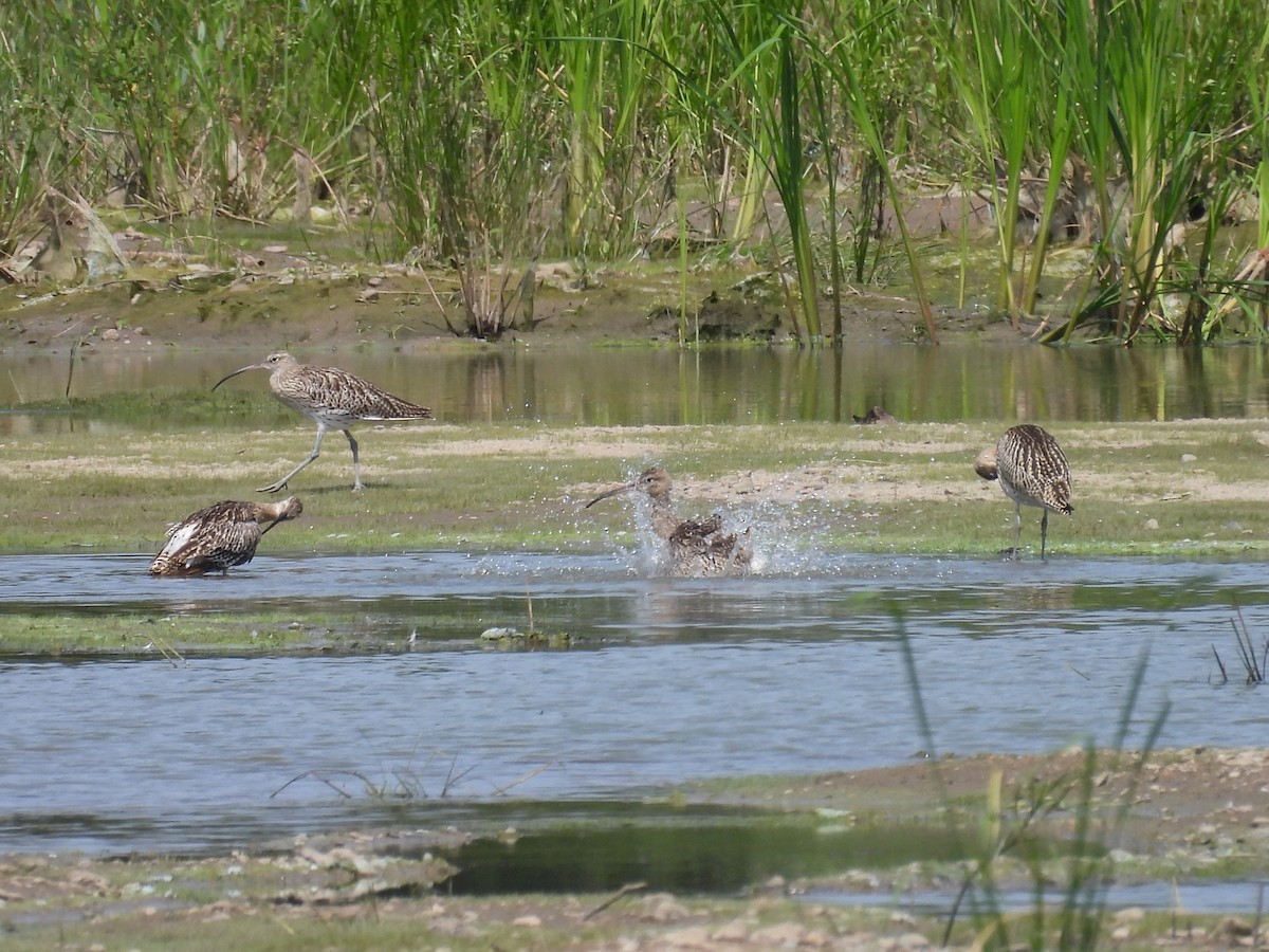 Eurasian Curlew - ML622038565