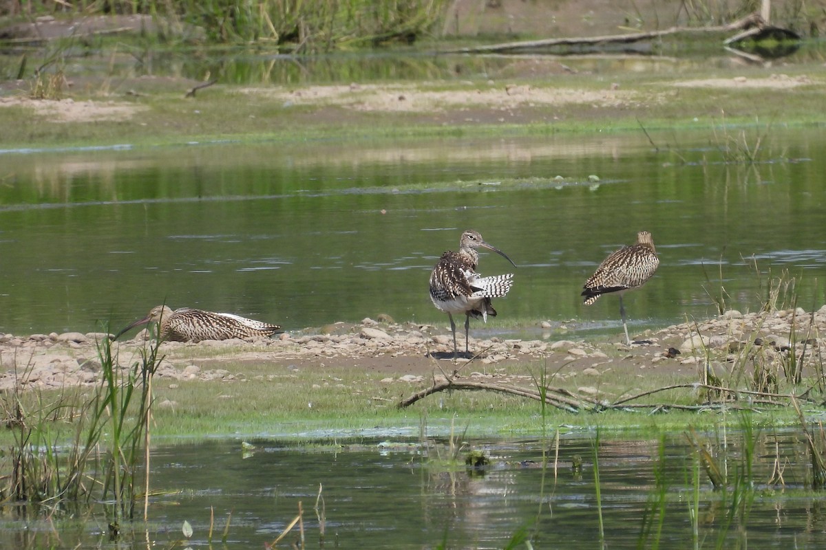 Eurasian Curlew - ML622038566