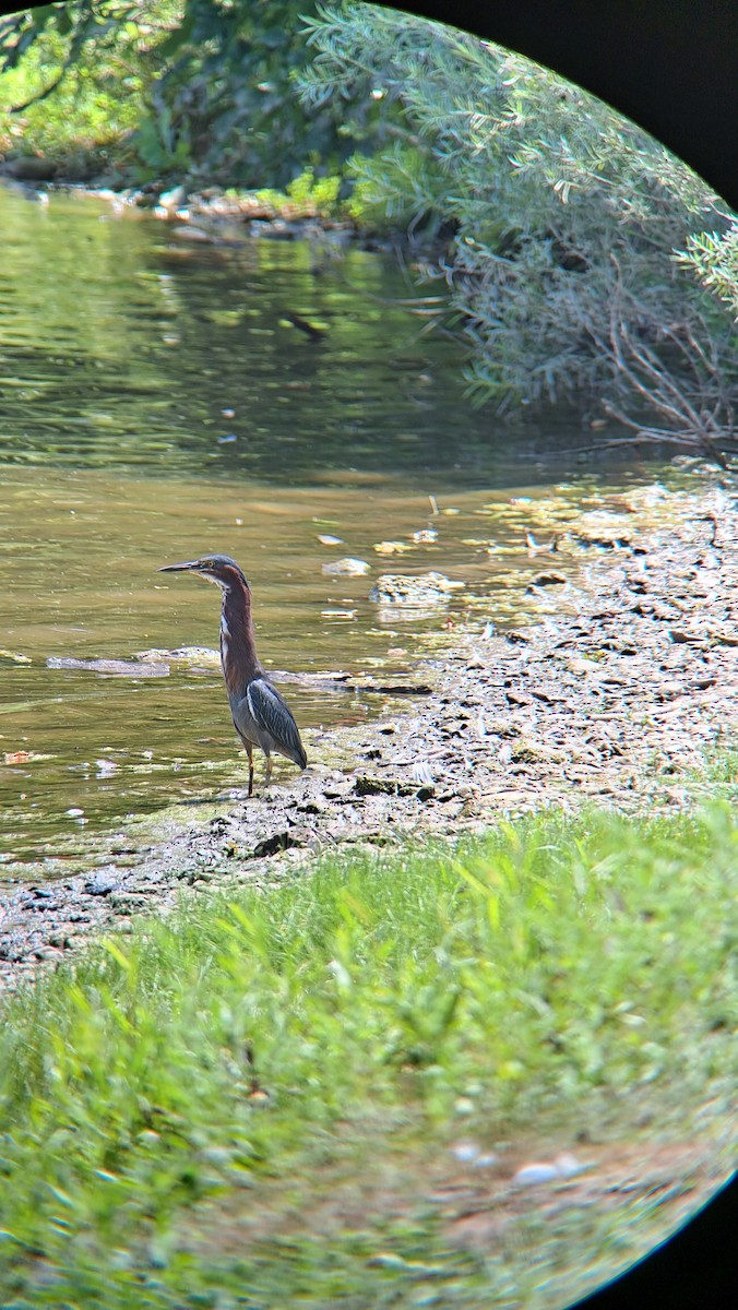 Green Heron - Gary Cowell