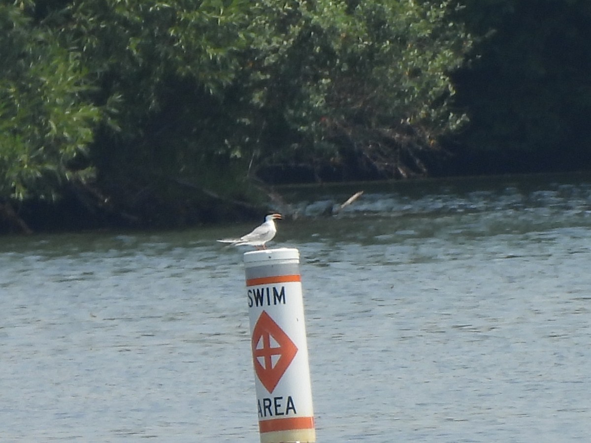 Forster's Tern - ML622038572