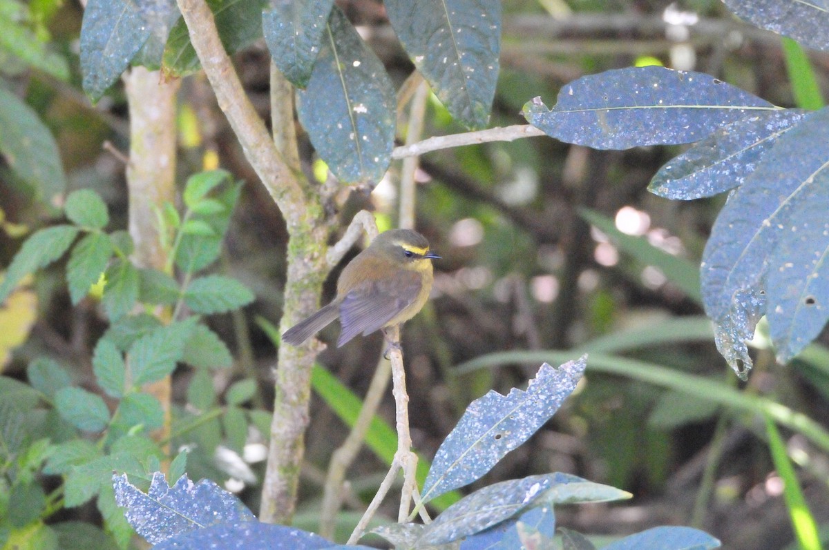 Yellow-bellied Chat-Tyrant - ML622038622
