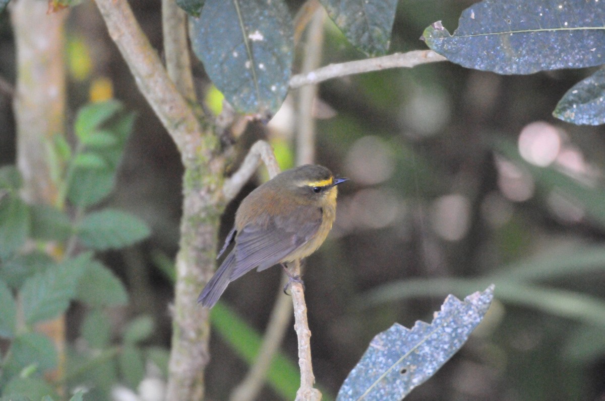 Yellow-bellied Chat-Tyrant - ML622038623