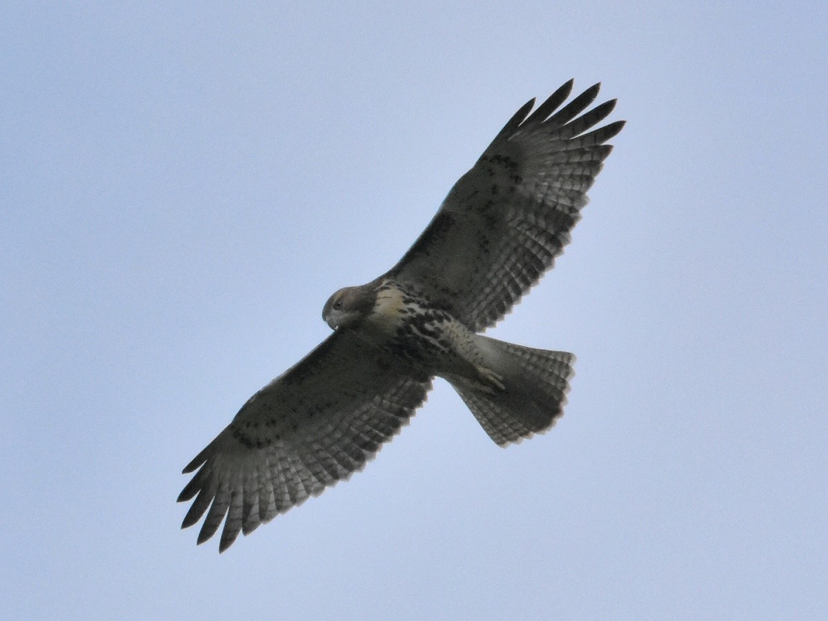 Red-tailed Hawk - ML622038644
