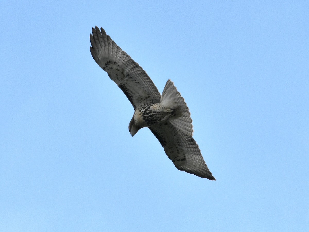 Red-tailed Hawk - ML622038645