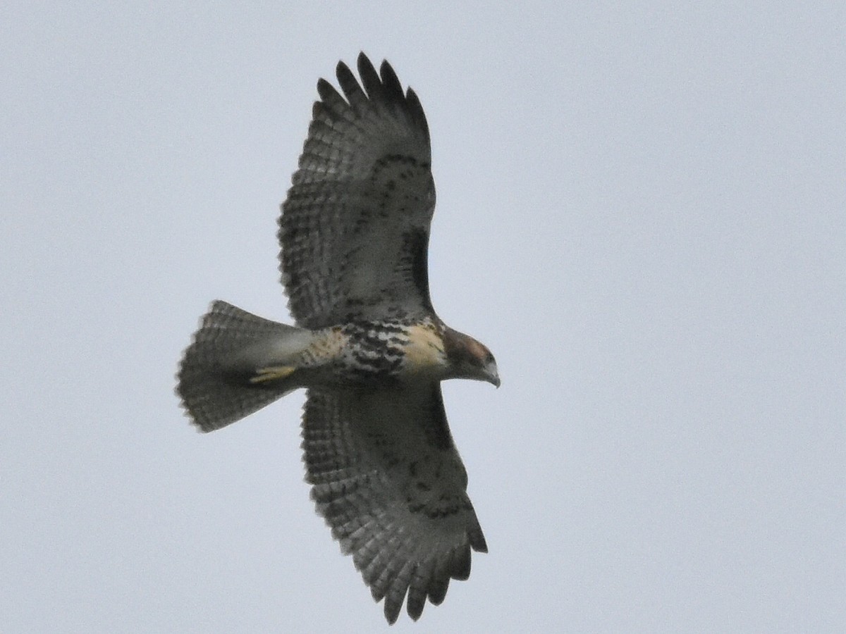 Red-tailed Hawk - ML622038646