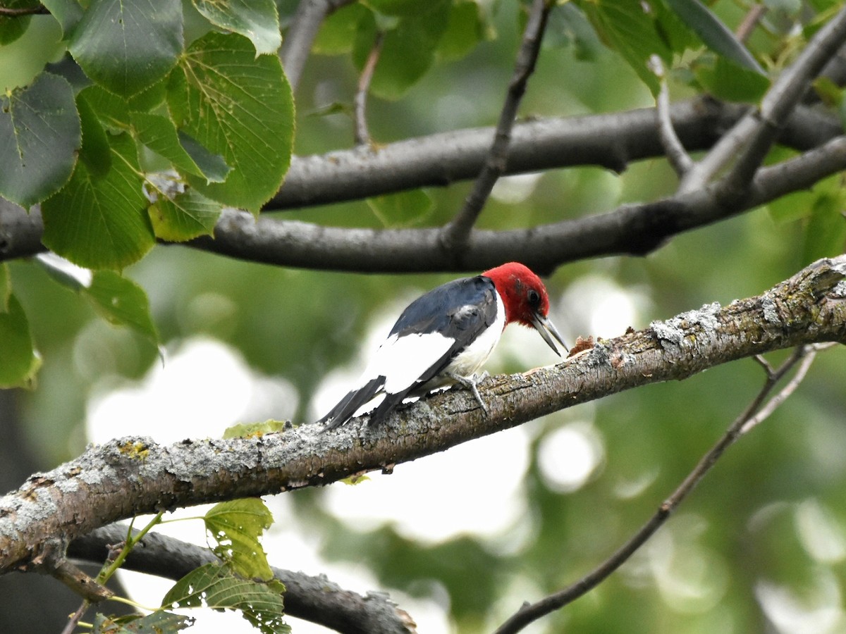 Red-headed Woodpecker - ML622038649