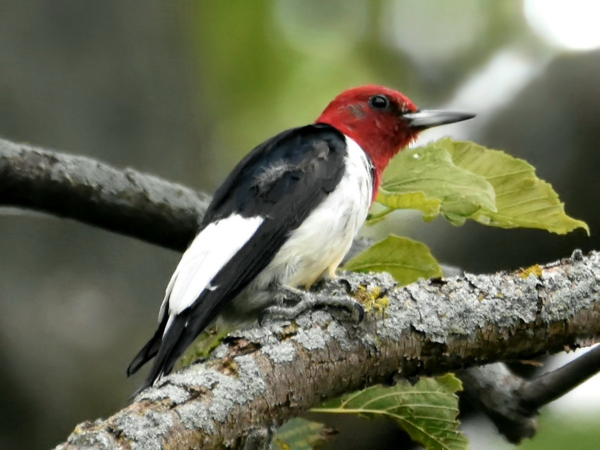 Red-headed Woodpecker - ML622038650