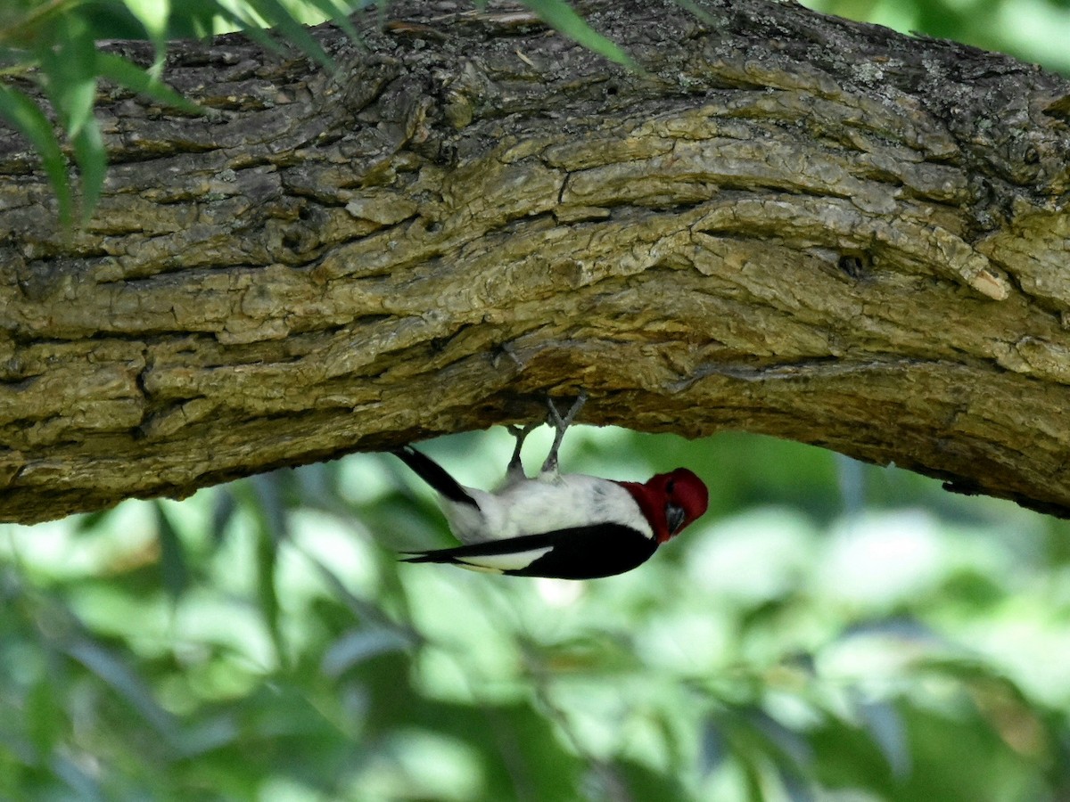 Red-headed Woodpecker - ML622038651