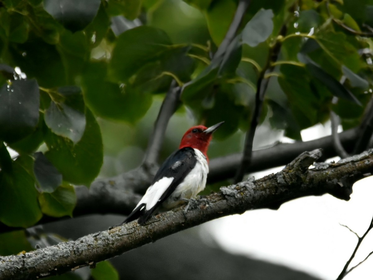 Red-headed Woodpecker - ML622038652