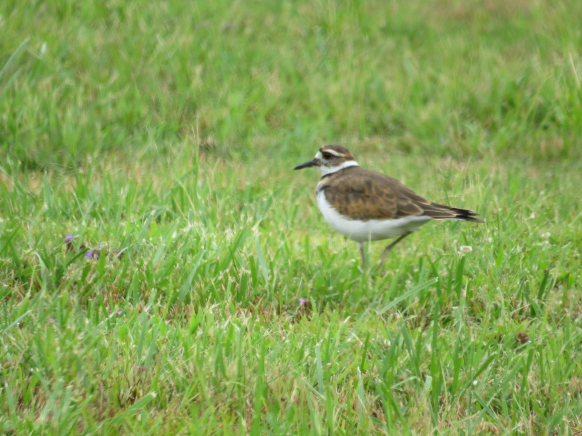 Killdeer - ML622038754