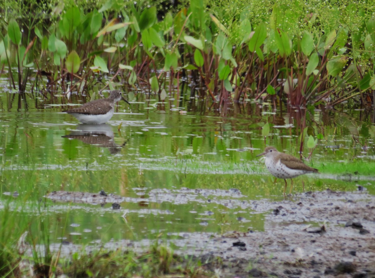 Spotted Sandpiper - ML622038769