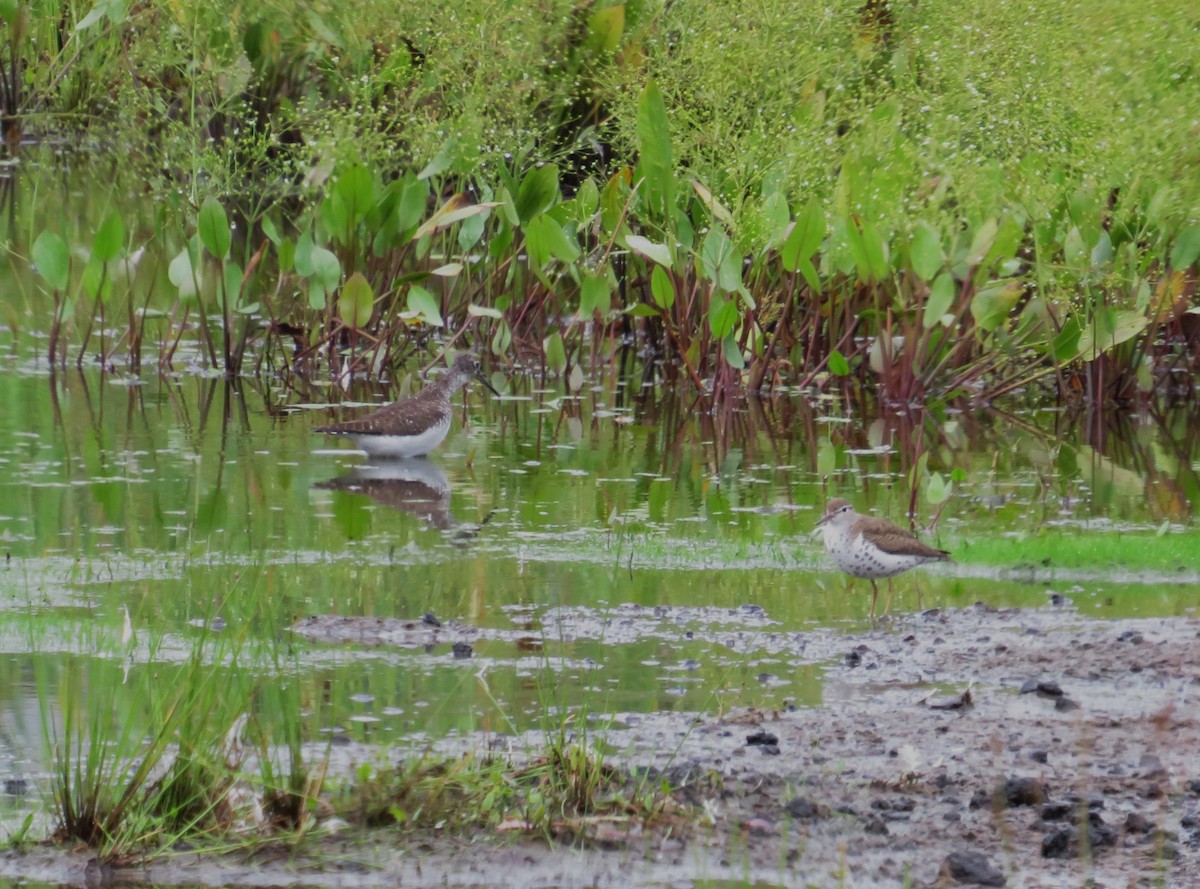 Solitary Sandpiper - ML622038774