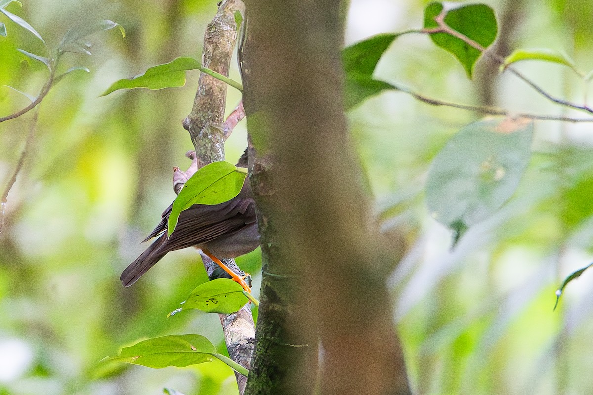 Black-headed Nightingale-Thrush - ML622038789