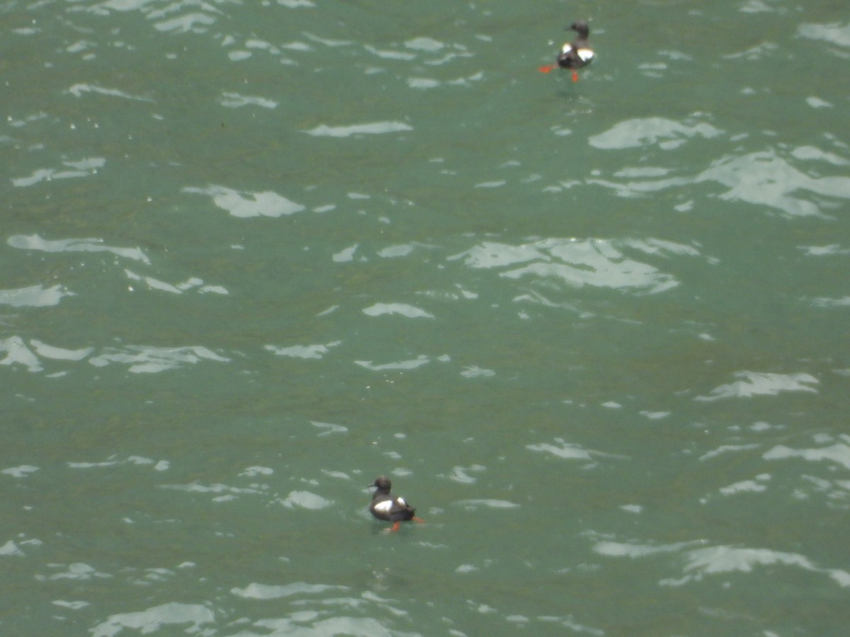 Pigeon Guillemot - ML622038840