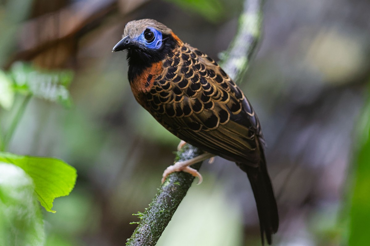 Ocellated Antbird - Juan Diego Vargas