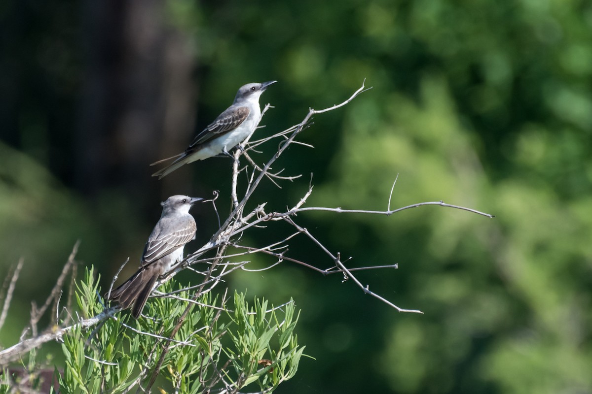 Gray Kingbird - ML622038907