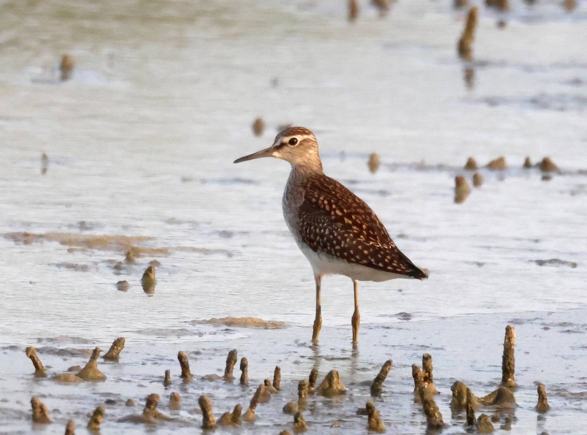 Wood Sandpiper - ML622038936