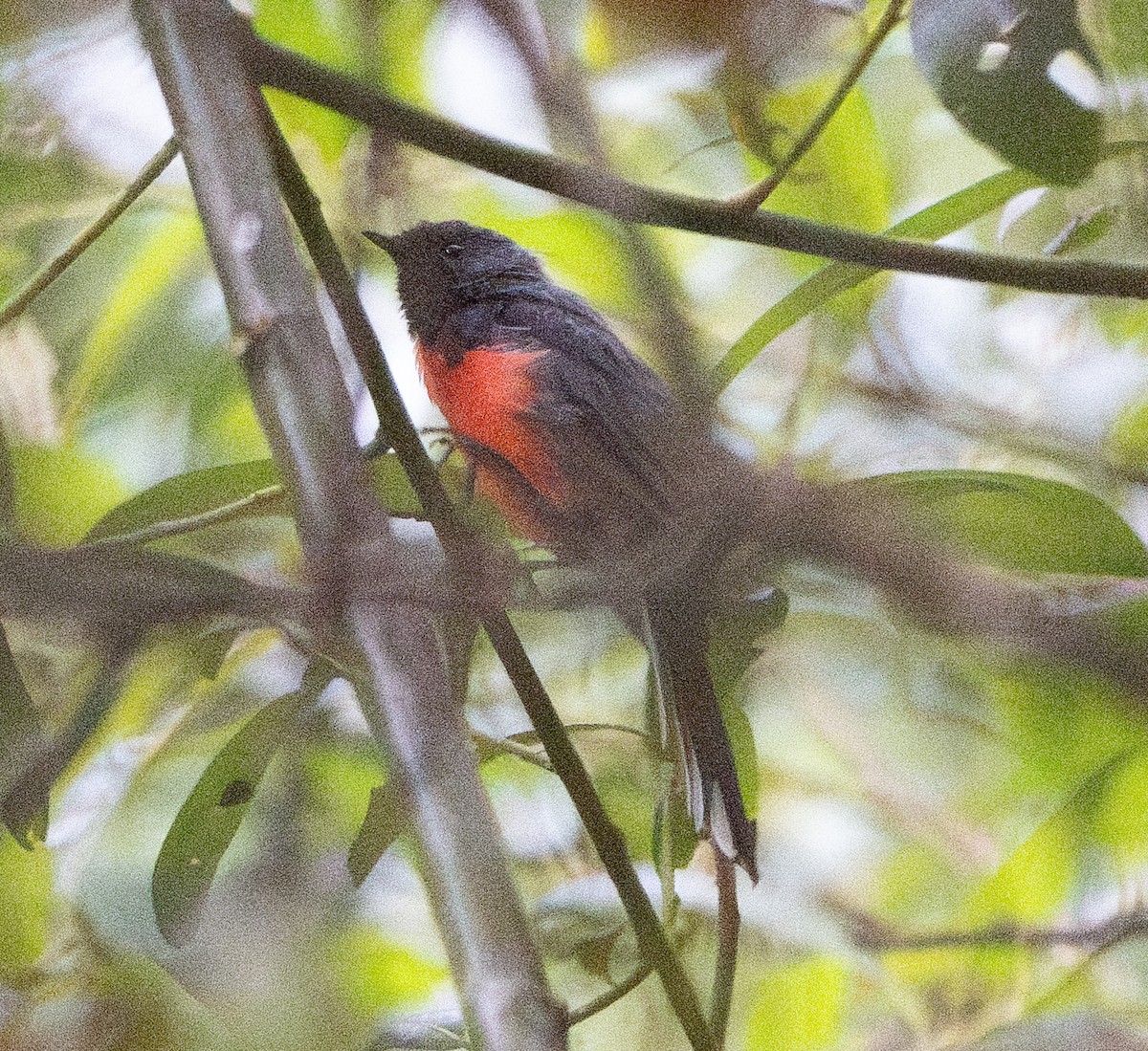 Slate-throated Redstart - ML622038938