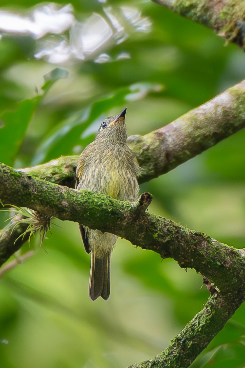 Olive-streaked Flycatcher - ML622038958