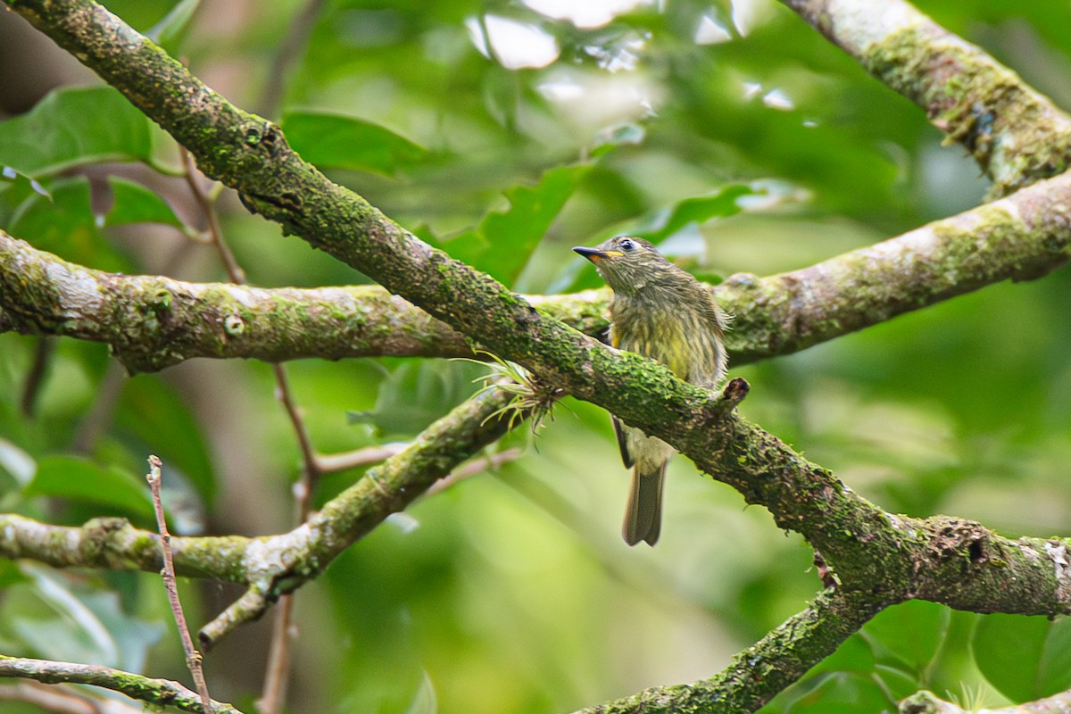 Olive-streaked Flycatcher - ML622038959