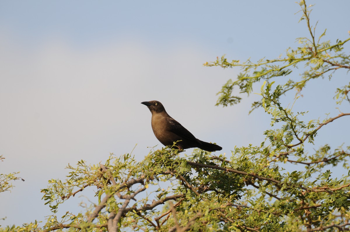 Carib Grackle - ML622038962