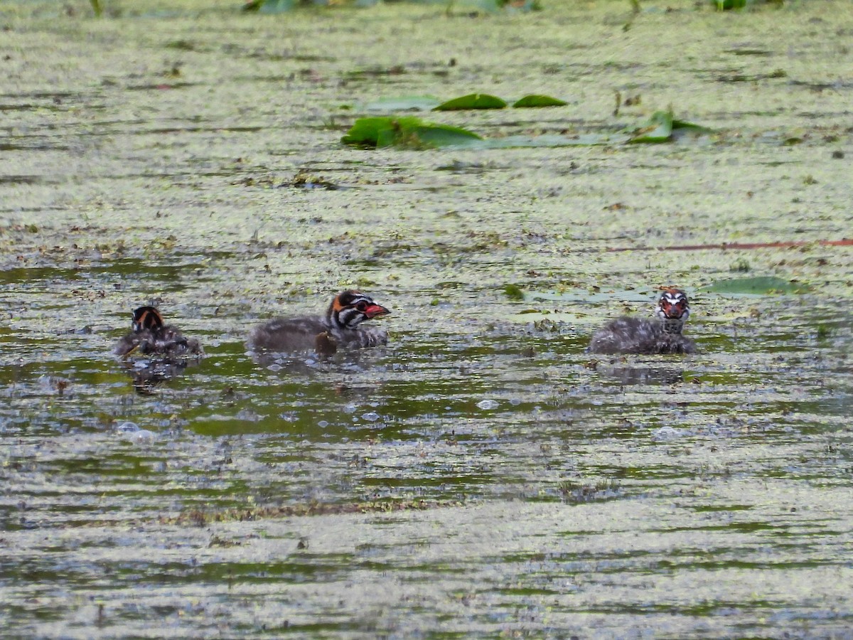 Pied-billed Grebe - ML622038980