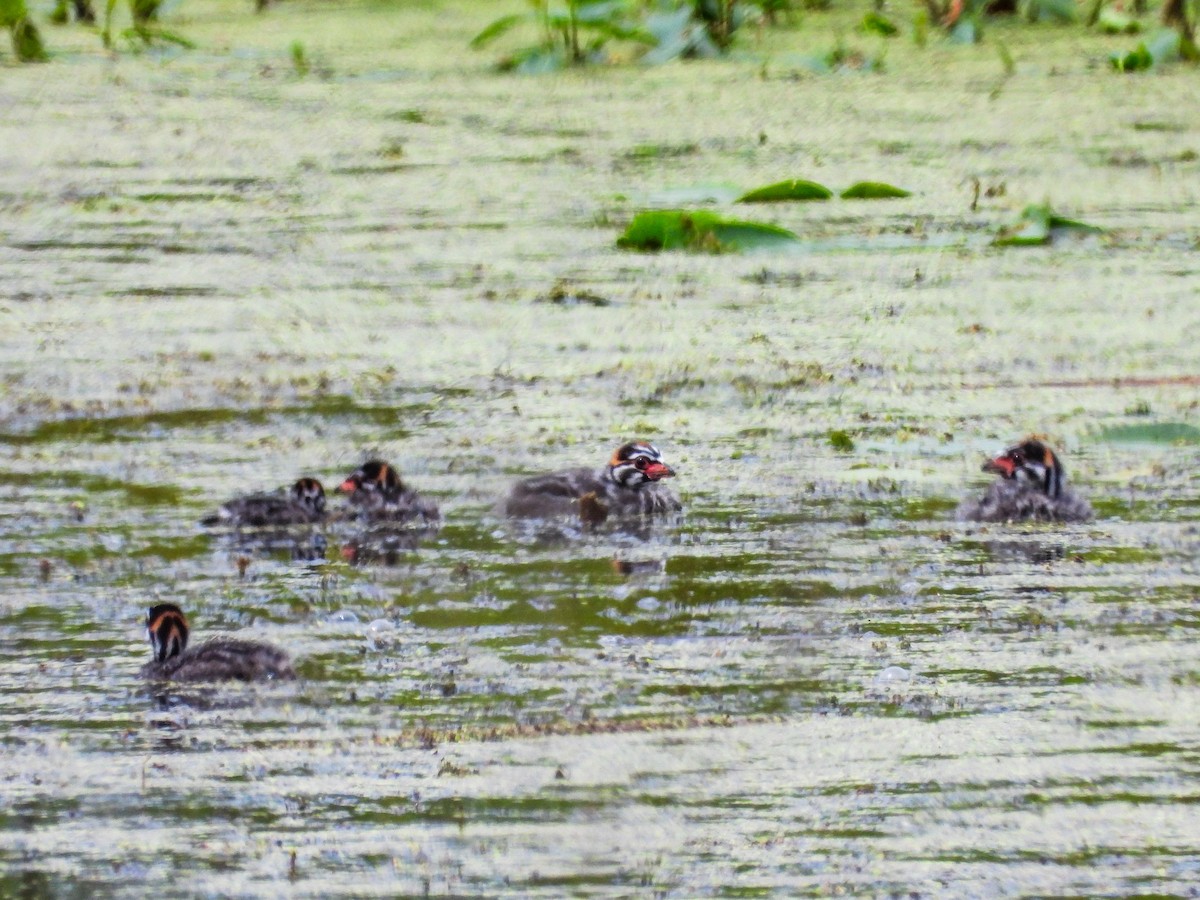 Pied-billed Grebe - ML622038981