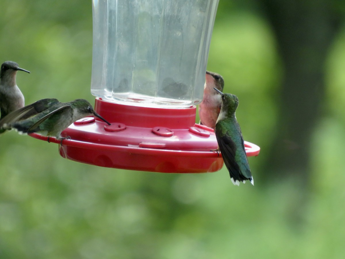 Ruby-throated Hummingbird - ML622039071