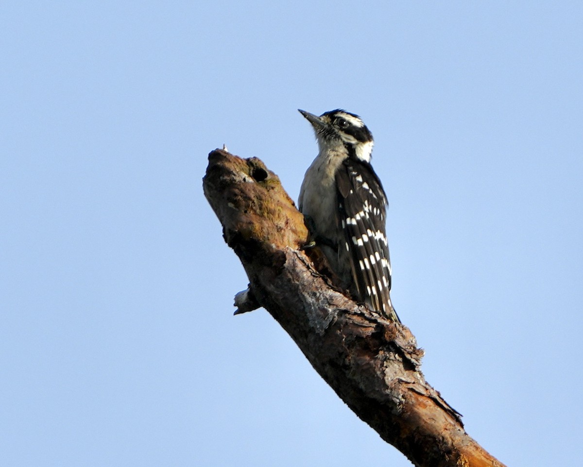 Downy Woodpecker - ML622039101