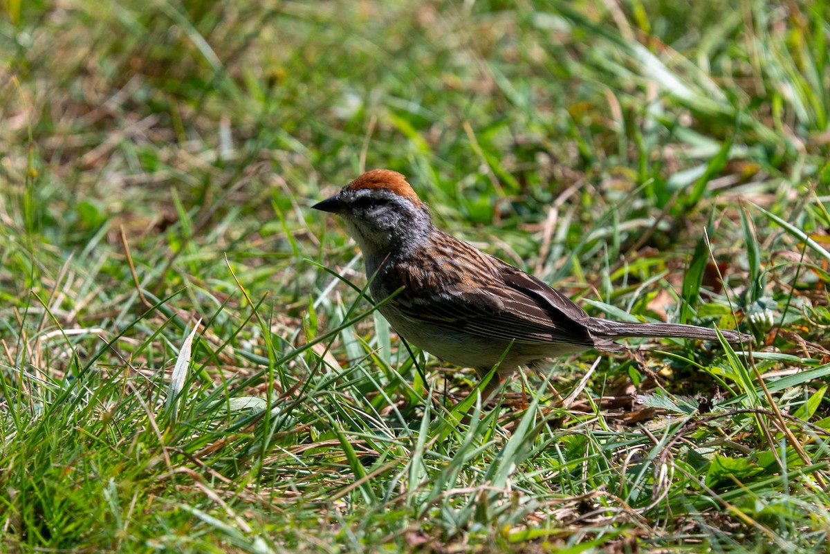 Chipping Sparrow - ML622039102