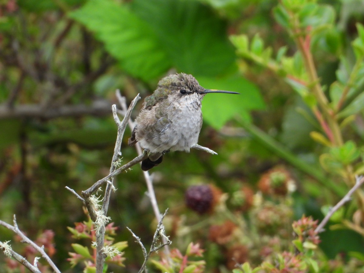 Anna's Hummingbird - ML622039104