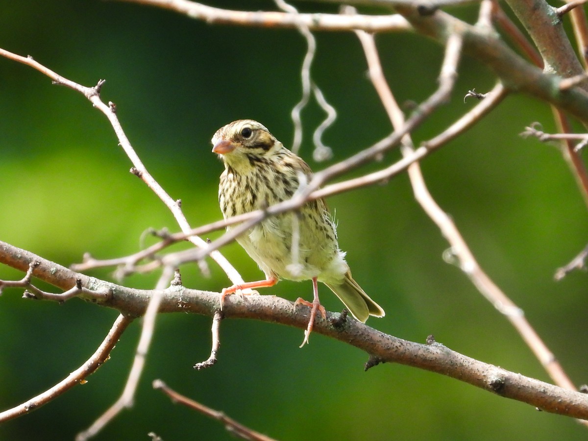 Savannah Sparrow - ML622039118