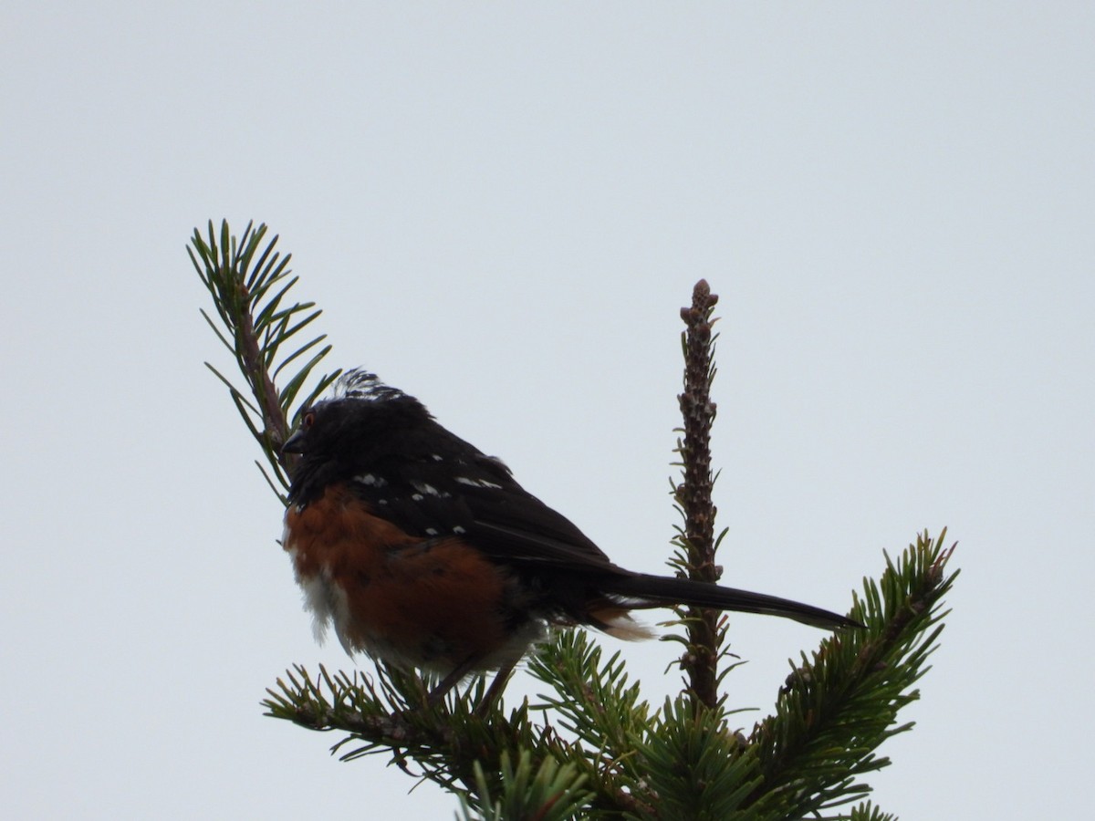 Spotted Towhee - ML622039121
