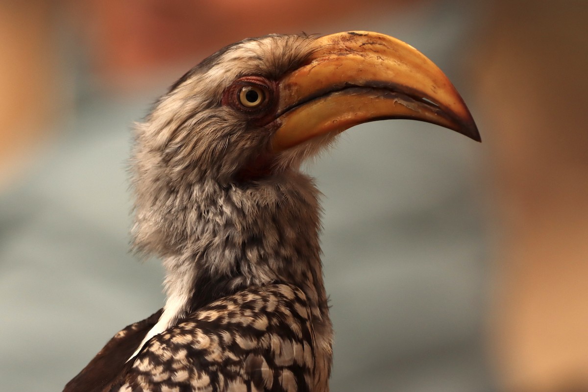 Southern Yellow-billed Hornbill - ML622039131