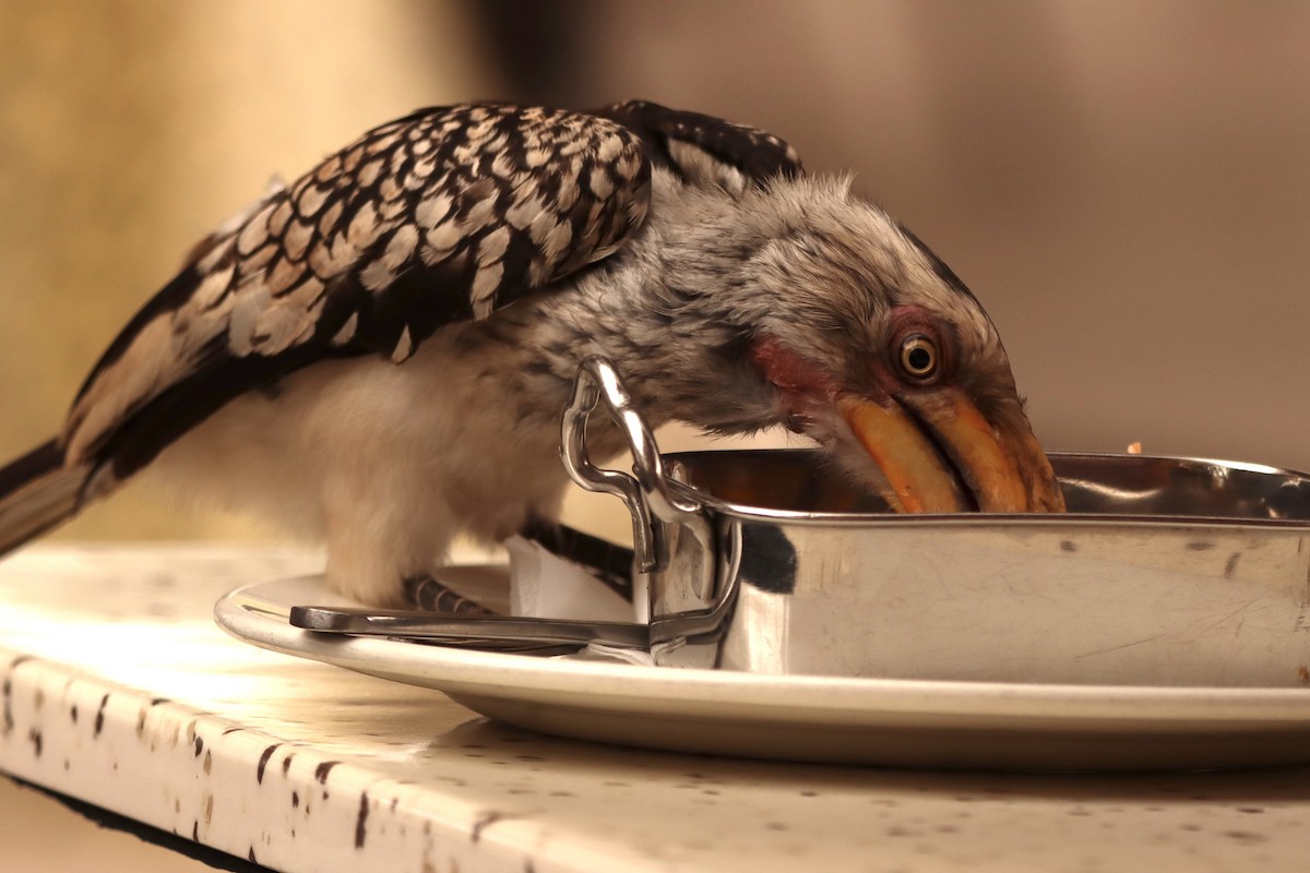 Southern Yellow-billed Hornbill - ML622039132