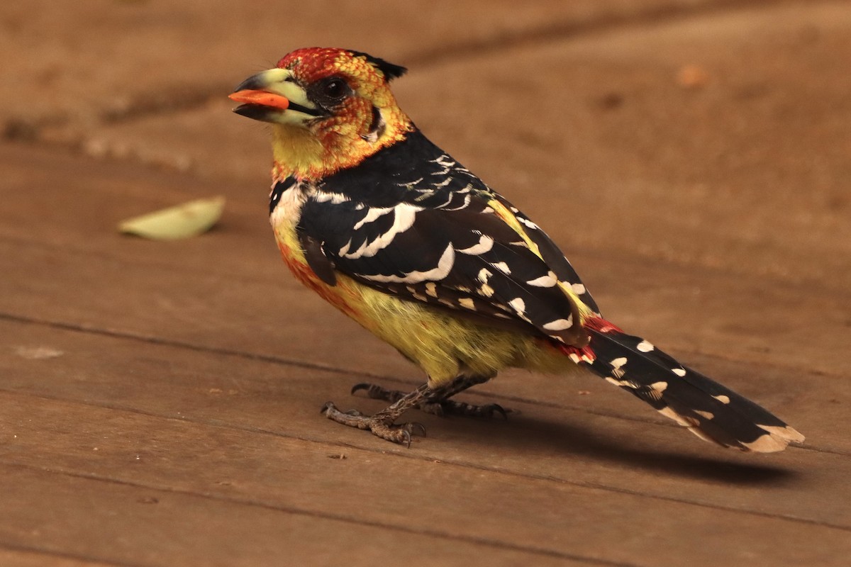 Crested Barbet - ML622039135