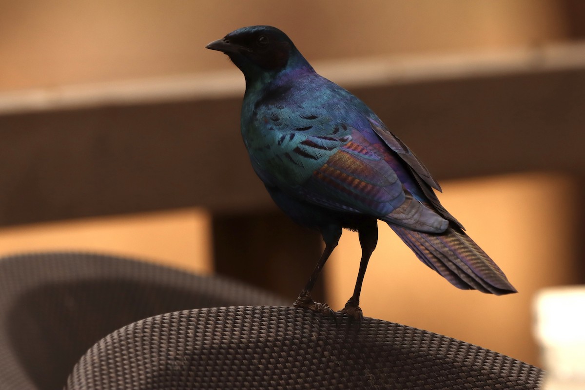 Burchell's Starling - ML622039146