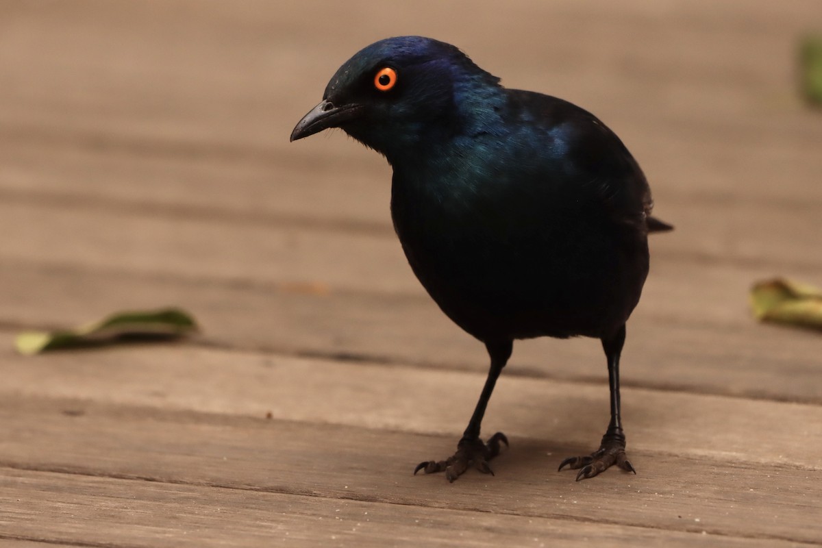 Cape Starling - ML622039149