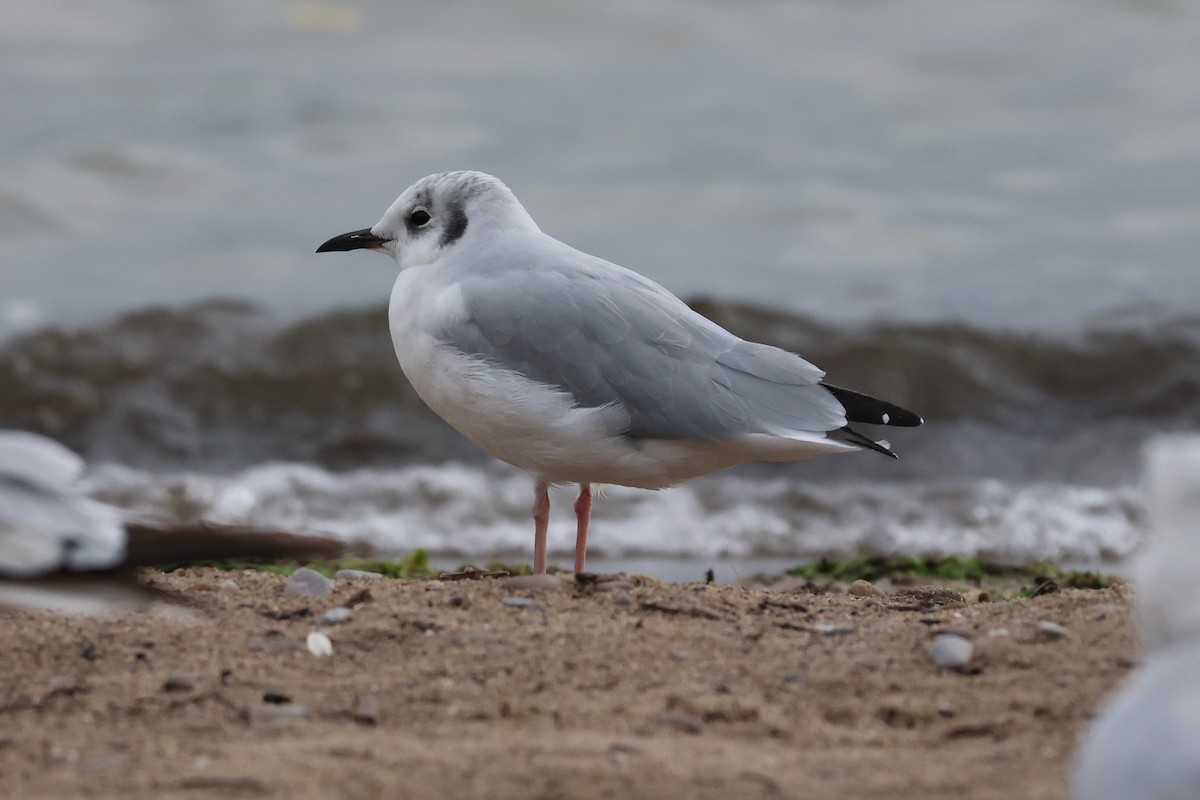 Bonaparte's Gull - Cathy Brown
