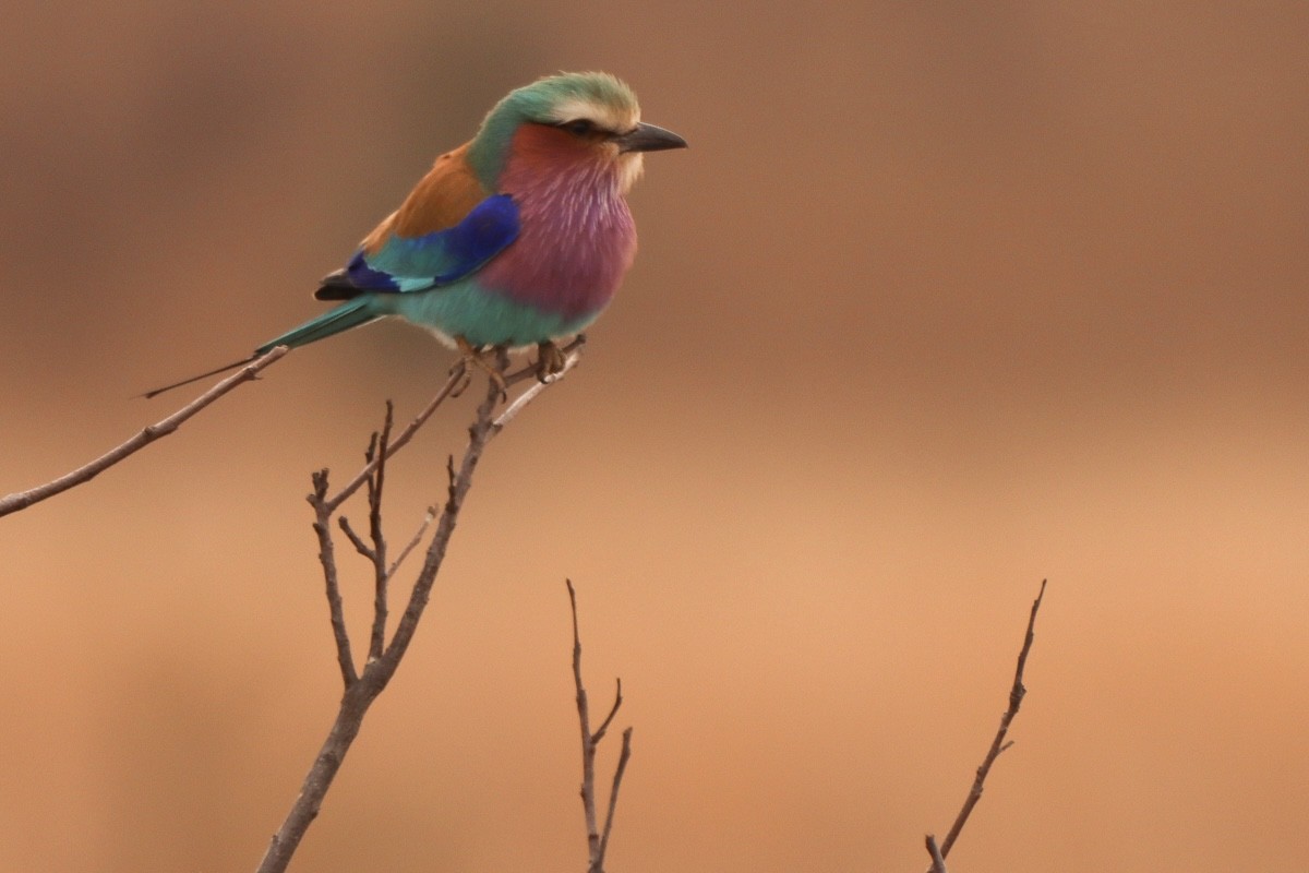 Lilac-breasted Roller - ML622039163