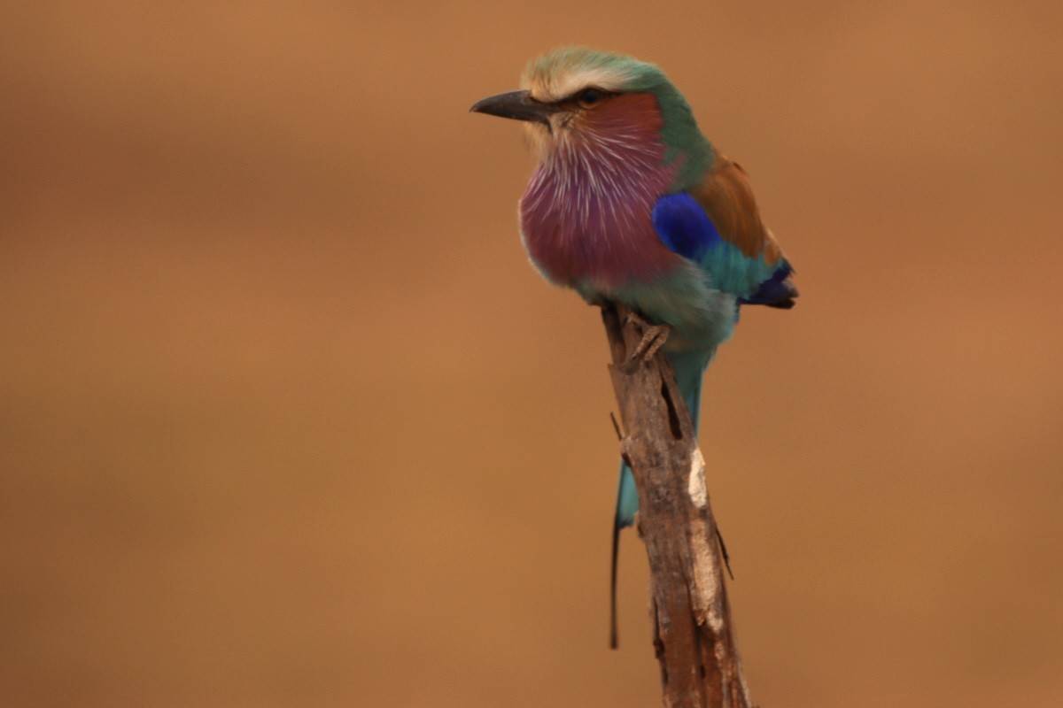 Lilac-breasted Roller - ML622039164