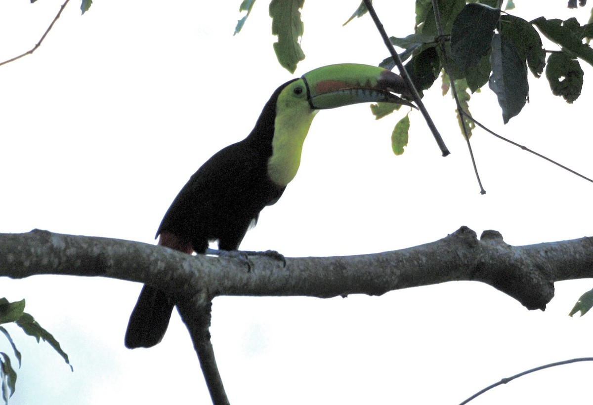 Toucan à carène - ML622039182