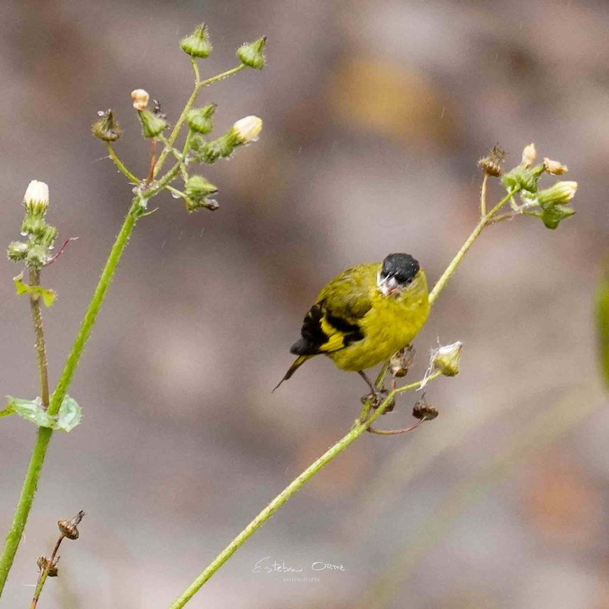 Andean Siskin - ML622039220